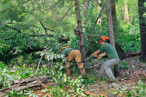 Best Tree Removal  in Rutgers University Livingston Campus, NJ