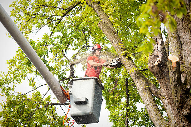  Rutgers University Livingston Campus, NJ Tree Services Pros